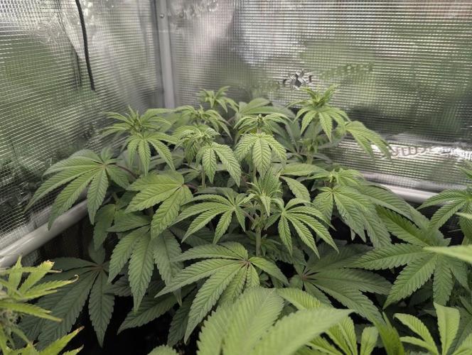 Potion - Wizard Trees. Week 8