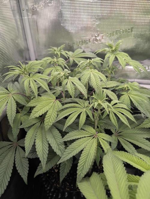 Potion - Wizard Trees. Week 8