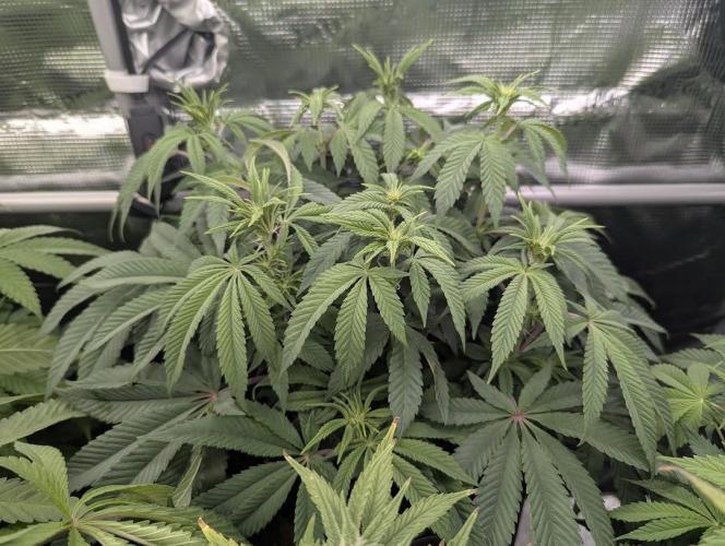 Grand Prixx - Wizard Trees. Week 8