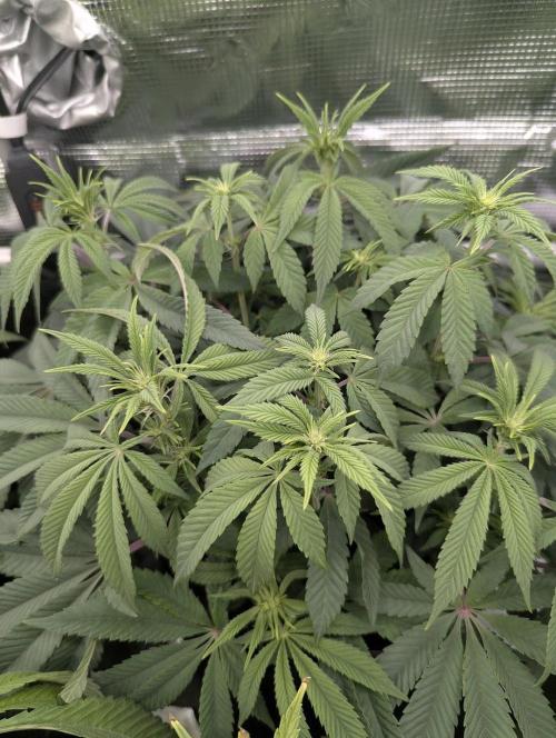 Grand Prixx - Wizard Trees. Week 8