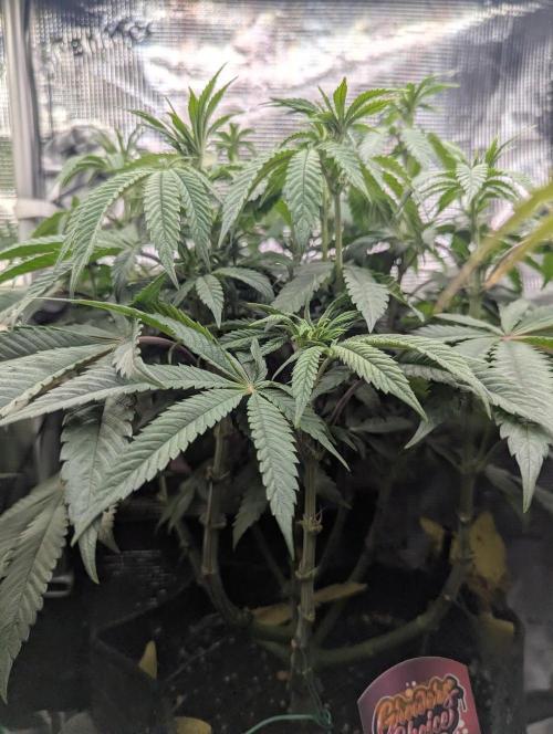 Grand Prixx - Wizard Trees. Week 8