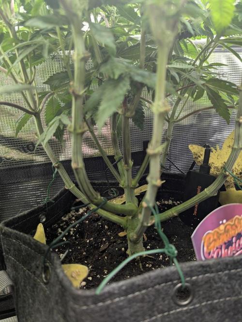 Grand Prixx - Wizard Trees. Week 8