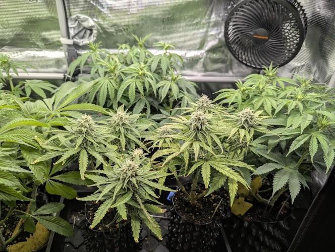 Grand Prixx - Wizard Trees. Week 8