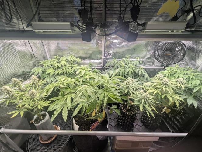 Gary Patron - Nine Weeks Harvest. Week 8