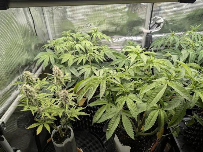 Gary Patron - Nine Weeks Harvest. Week 8