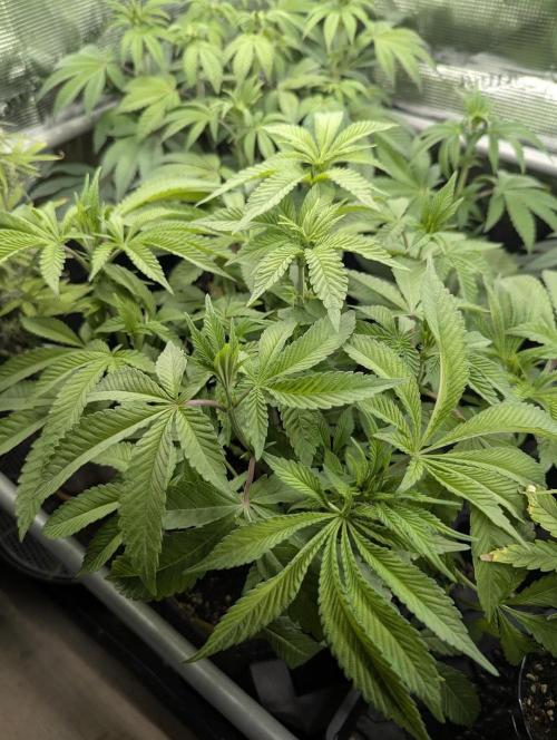 Gary Patron - Nine Weeks Harvest. Week 8