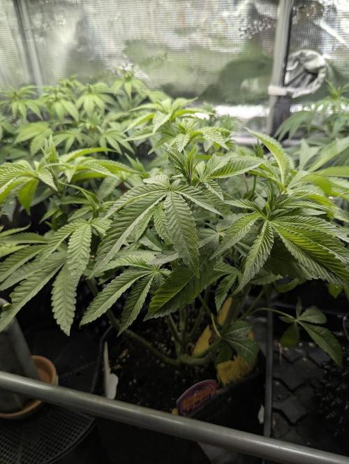 Gary Patron - Nine Weeks Harvest. Week 8