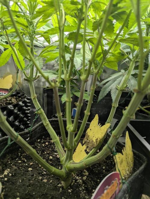 Gary Patron - Nine Weeks Harvest. Week 8