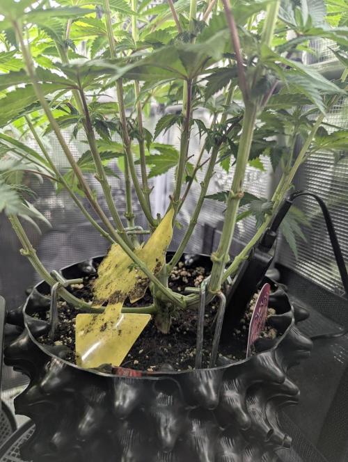 Glue 31 - Compound Genetics. Week 7