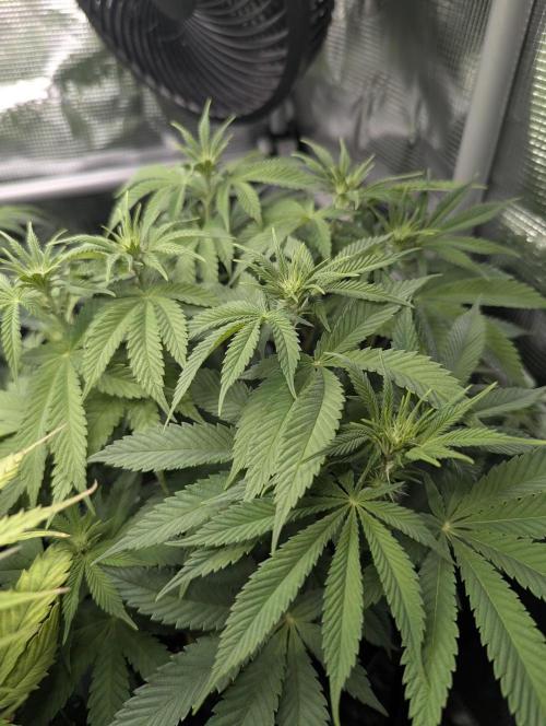 Glue 31 - Compound Genetics. Week 7