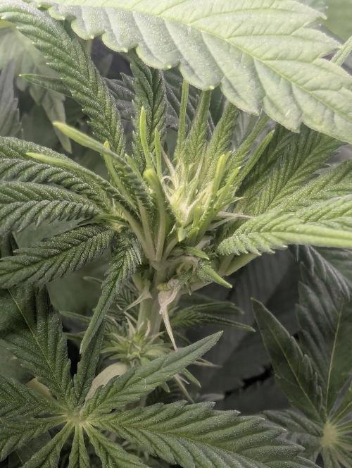 Glue 31 - Compound Genetics. Week 7