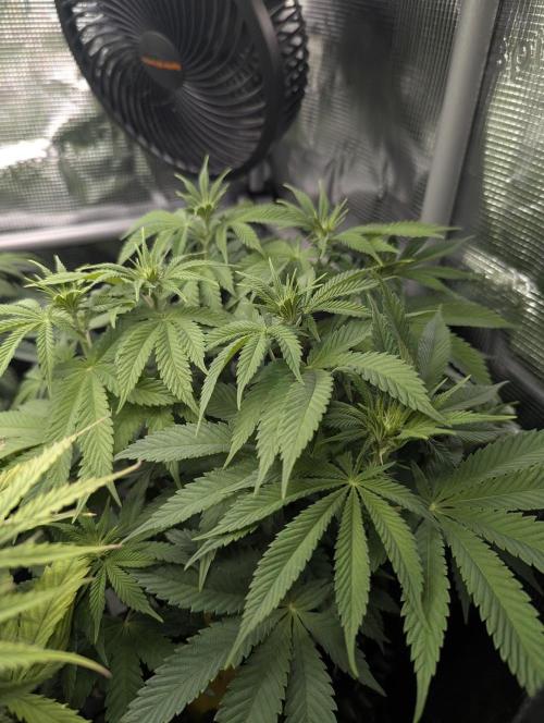 Glue 31 - Compound Genetics. Week 7
