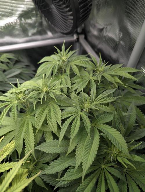 Glue 31 - Compound Genetics. Week 7