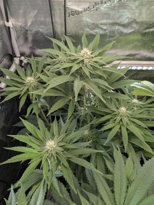 ZkyscraperZ - N.Y.Ceeds. Week 9