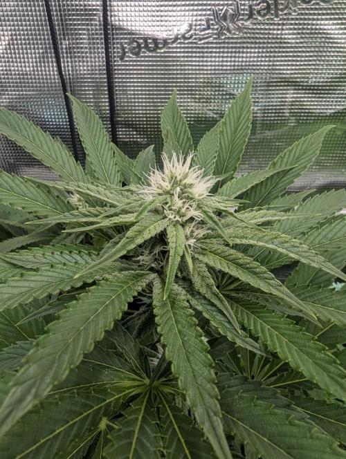 ZkyscraperZ - N.Y.Ceeds. Week 9