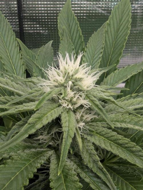 ZkyscraperZ - N.Y.Ceeds. Week 9