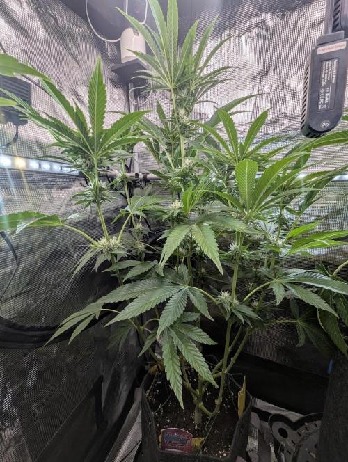 ZkyscraperZ - N.Y.Ceeds. Week 9