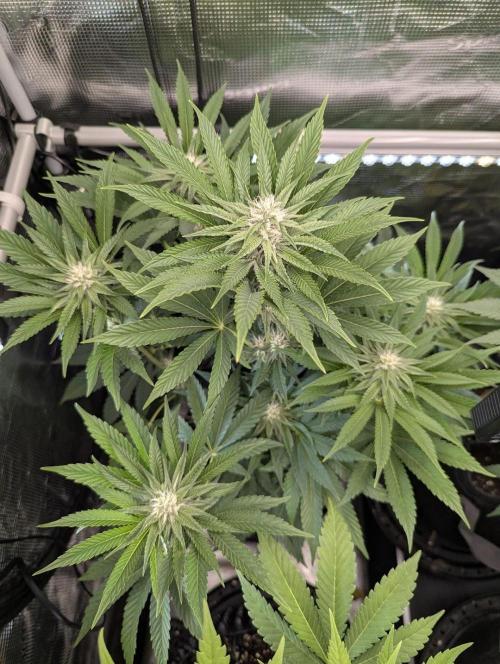 ZkyscraperZ - N.Y.Ceeds. Week 9
