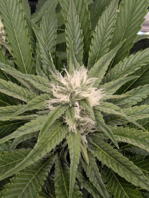 ZkyscraperZ - N.Y.Ceeds. Week 9