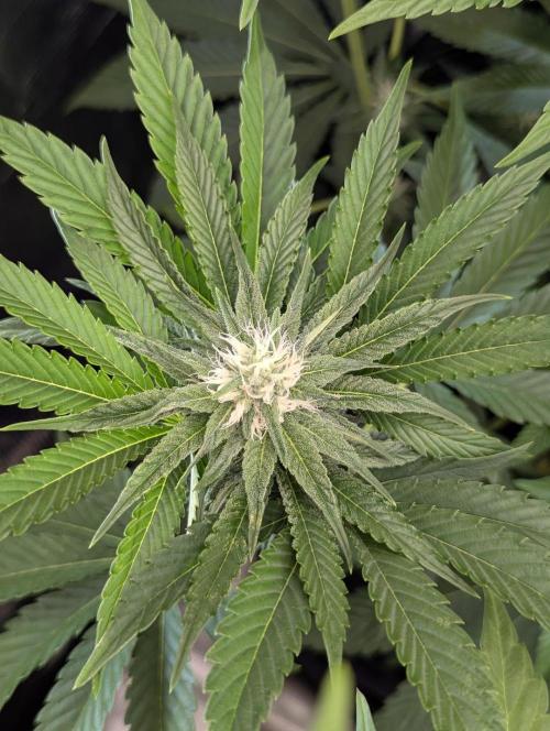 ZkyscraperZ - N.Y.Ceeds. Week 9