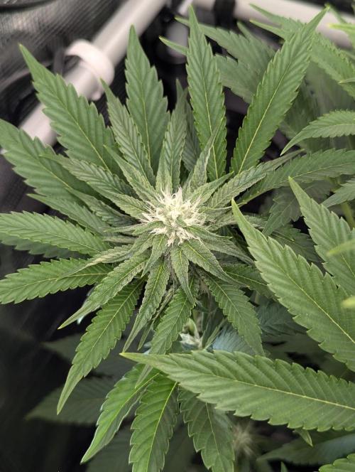 ZkyscraperZ - N.Y.Ceeds. Week 9