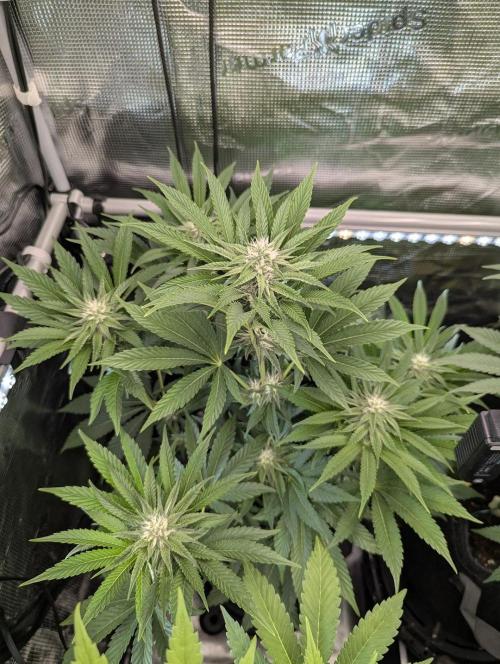 ZkyscraperZ - N.Y.Ceeds. Week 9