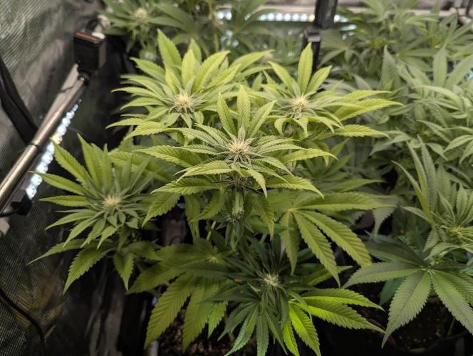 Monaco - Nine Weeks Harvest. Week 8