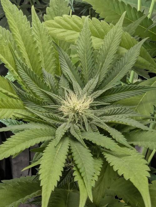 Monaco - Nine Weeks Harvest. Week 8