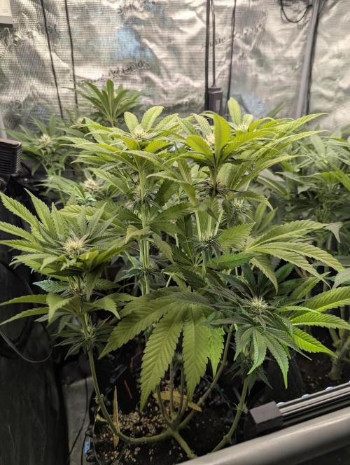Monaco - Nine Weeks Harvest. Week 8