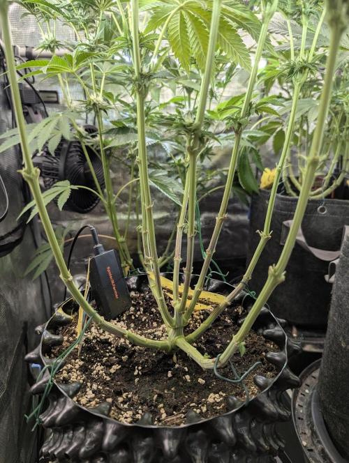 Monaco - Nine Weeks Harvest. Week 8