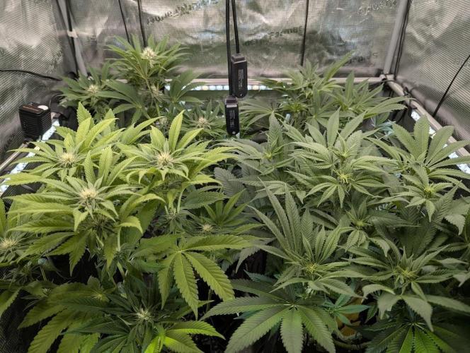 Monaco - Nine Weeks Harvest. Week 8