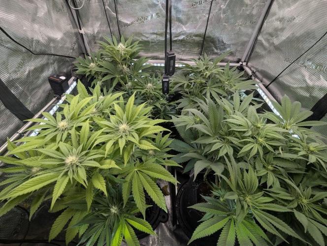 Grow Tent 3x3x6 (90cm x 90cm x 180cm). Week 8