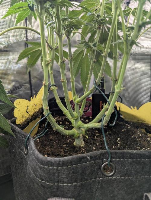Night Ritual - Wizard Trees. Week 8