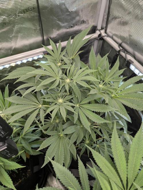 Night Ritual - Wizard Trees. Week 8