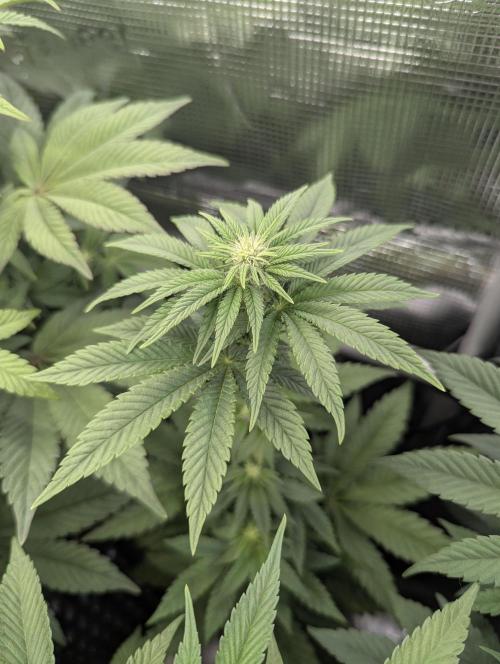 Mental Rainbow FF - Sweet Seeds. Week 6