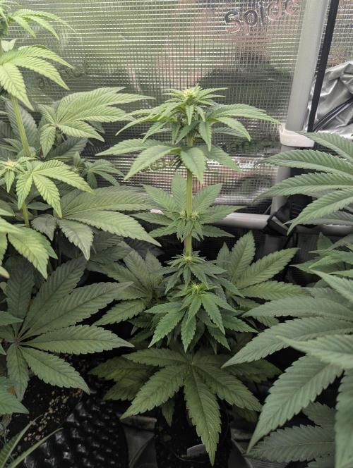Mental Rainbow FF - Sweet Seeds. Week 6