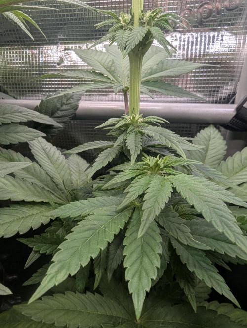 Mental Rainbow FF - Sweet Seeds. Week 6