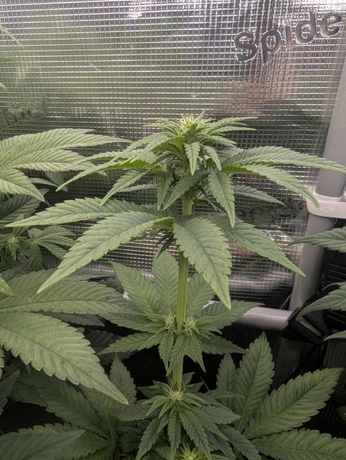 Mental Rainbow FF - Sweet Seeds. Week 6