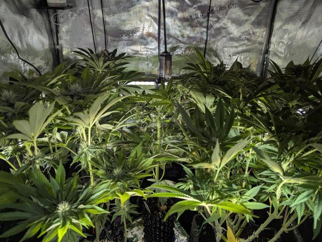 Holy Snow. Week 9