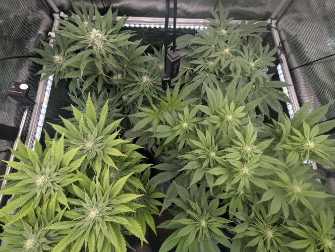 Holy Snow - Greenhouse Seed Co.. Week 9
