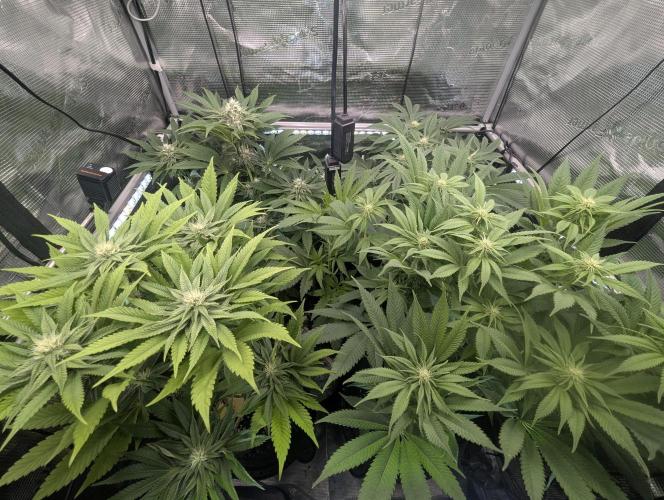 Holy Snow - Greenhouse Seed Co.. Week 9