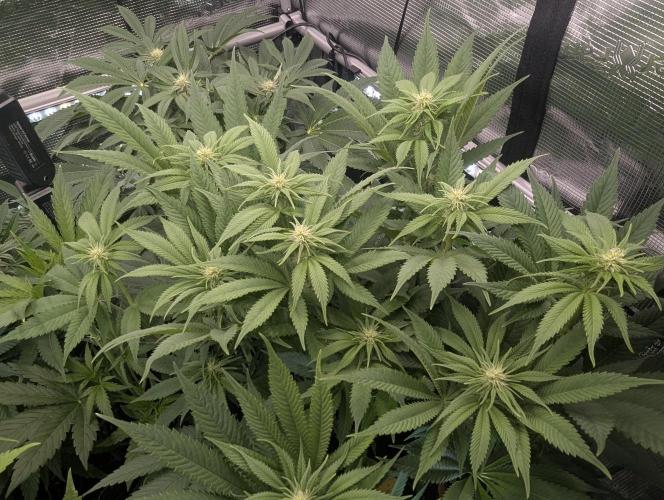 Holy Snow - Greenhouse Seed Co.. Week 9