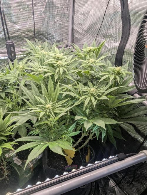 Holy Snow - Greenhouse Seed Co.. Week 9
