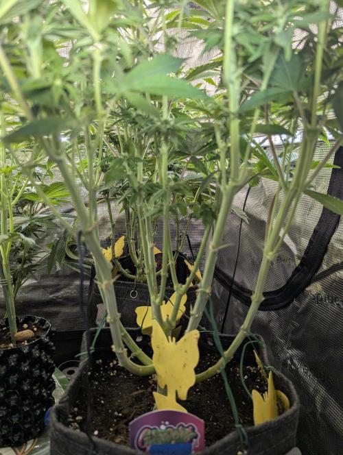 Holy Snow - Greenhouse Seed Co.. Week 9