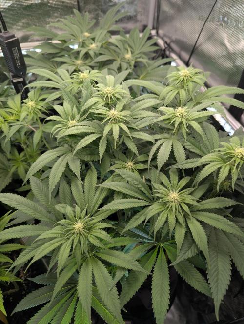 Holy Snow - Greenhouse Seed Co.. Week 9