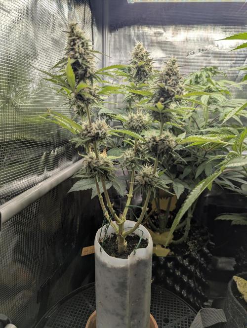 TB SkittleZ Auto - Bulldog Seeds. Week 9