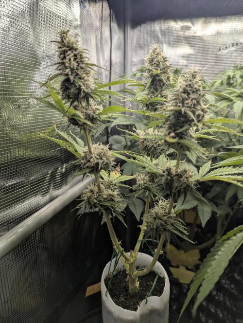 TB SkittleZ Auto - Bulldog Seeds. Week 9