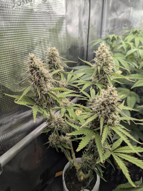 TB SkittleZ Auto - Bulldog Seeds. Week 9
