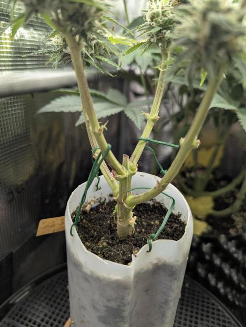 TB SkittleZ Auto - Bulldog Seeds. Week 9