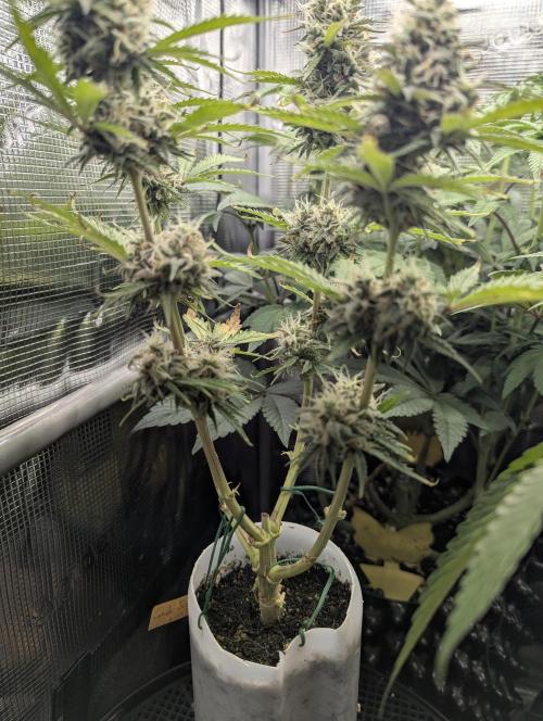 TB SkittleZ Auto - Bulldog Seeds. Week 9